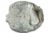 Fossil Tortoise (Testudo) Shell - South Dakota #265288-4